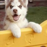 Lady-female-Siberian-Husky-puppy-for-sale-1