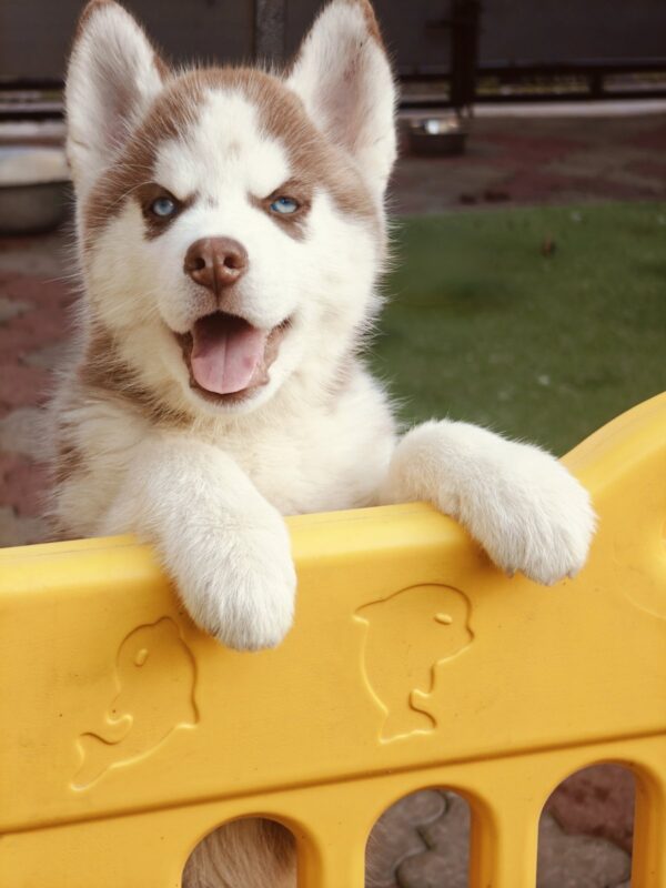 Lady Siberian Husky Lady Siberian Husky