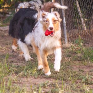 Laid Australian Shepherd Laid Australian Shepherd