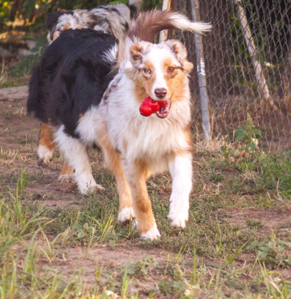 Laid Australian Shepherd Laid Australian Shepherd
