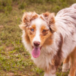 Laid-male-Australian-shepherd-puppy-for-sale-1 (2)