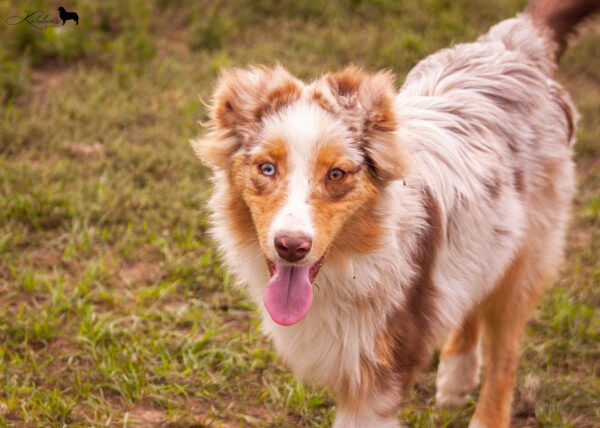 Laid Australian Shepherd Laid Australian Shepherd