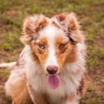 Laid-male-Australian-shepherd-puppy-for-sale-1 (3)