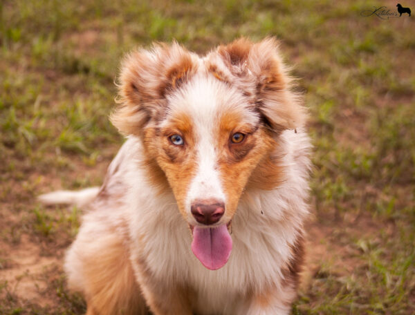 Laid Australian Shepherd Laid Australian Shepherd