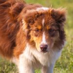 Larsen-male-Australian-shepherd-puppy-for-sale-1 (1)