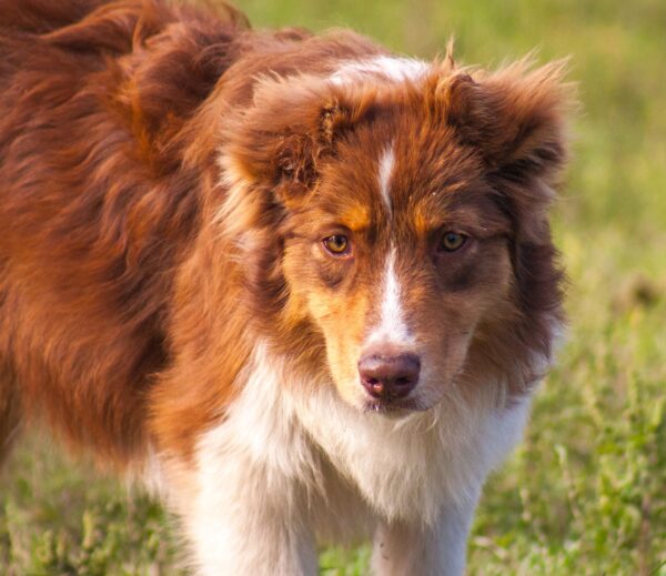 Larsen Australian Shepherd Larsen Australian Shepherd