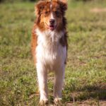 Larsen-male-Australian-shepherd-puppy-for-sale-1 (2)