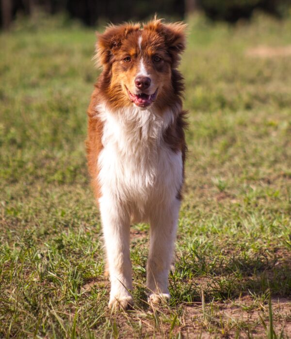 Larsen Australian Shepherd Larsen Australian Shepherd