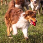 Larsen-male-Australian-shepherd-puppy-for-sale-1 (3)