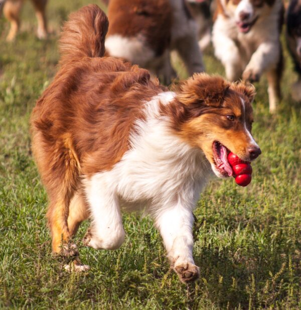 Larsen Australian Shepherd Larsen Australian Shepherd