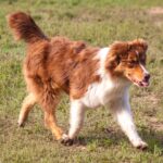 Larsen-male-Australian-shepherd-puppy-for-sale-1 (4)