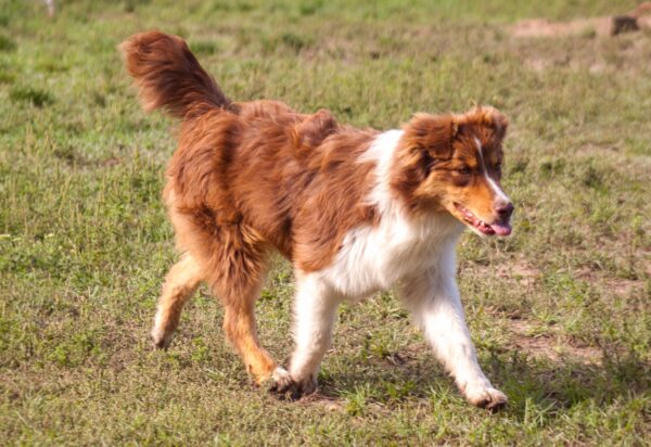 Larsen Australian Shepherd Larsen Australian Shepherd