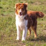 Laid Australian Shepherd