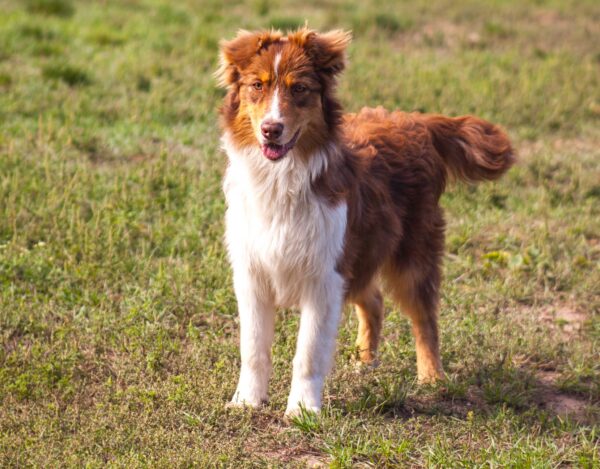 Larsen Australian Shepherd Larsen Australian Shepherd