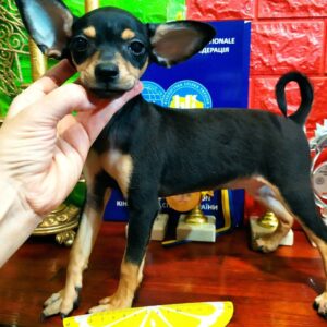 Lavinia Russian Toy Terrier