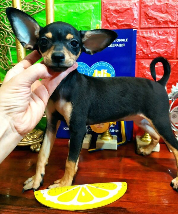 Lavinia Russian Toy Terrier Lavinia Russian Toy Terrier