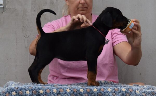 Lawrence Dobermann Lawrence Dobermann