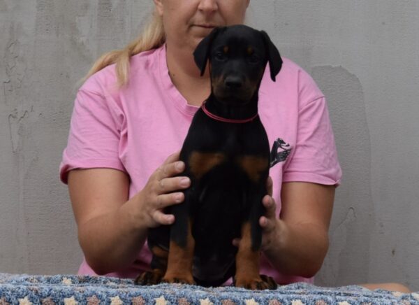 Lawrence Dobermann Lawrence Dobermann