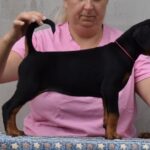 Lawrence-female-dobermann-puppy-for-sale-1 (3)