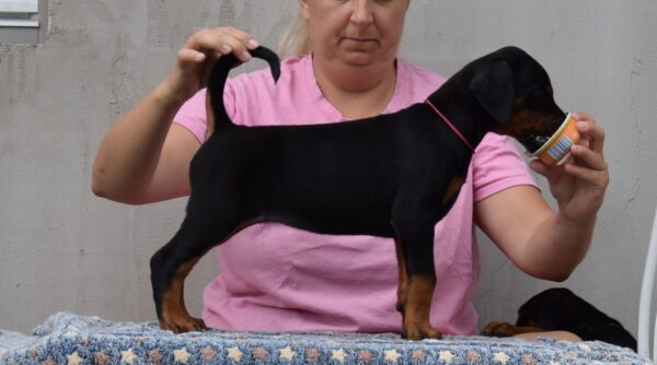 Lawrence Dobermann Lawrence Dobermann