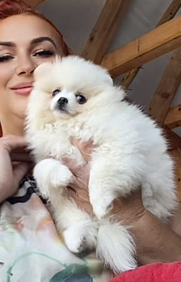 Laura Pomeranian Laura Pomeranian