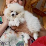 Lazar-female-pomeranian-puppy-for-sale-1 (2)