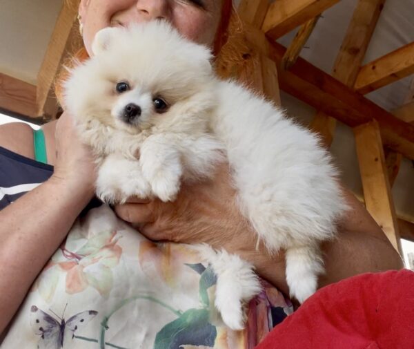 Laura Pomeranian Laura Pomeranian