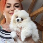Lazar-female-pomeranian-puppy-for-sale-1 (3)