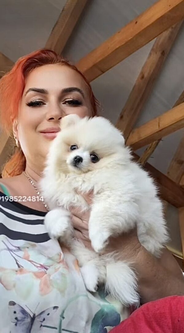 Laura Pomeranian Laura Pomeranian