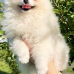 Lazar-female-pomeranian-puppy-for-sale-1 (4)