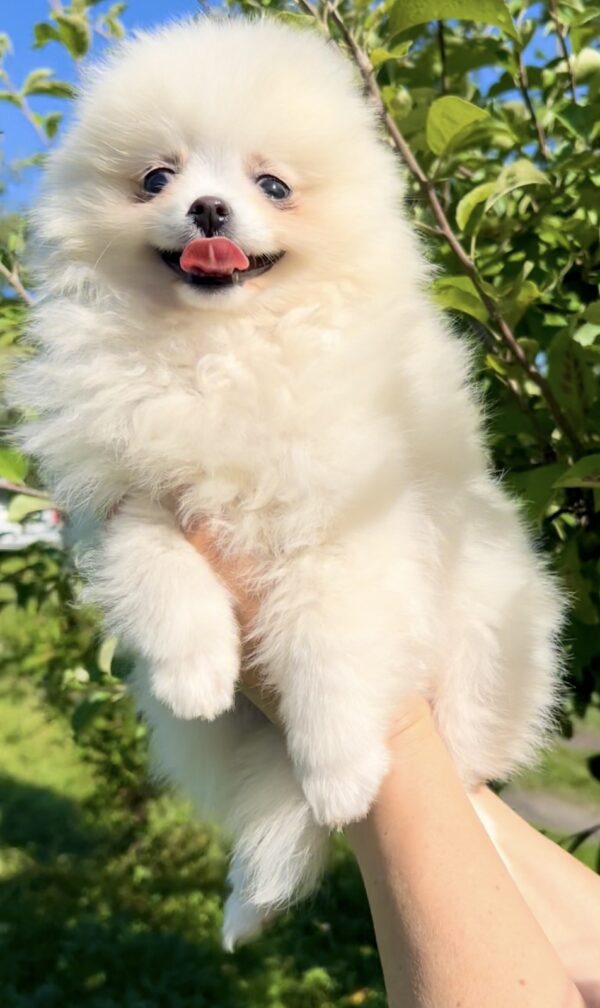 Laura Pomeranian Laura Pomeranian