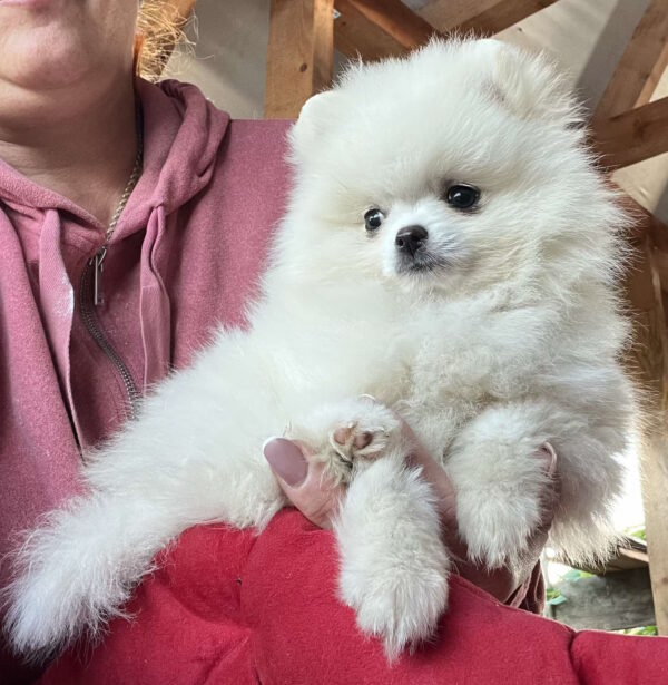 Lazar Pomeranian Lazar Pomeranian