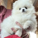 Lazar-male-pomeranian-puppy-for-sale-1 (2)