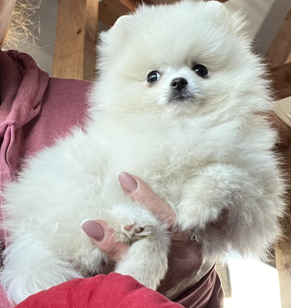 Lazar Pomeranian Lazar Pomeranian