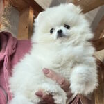 Lazar-male-pomeranian-puppy-for-sale-1 (3)