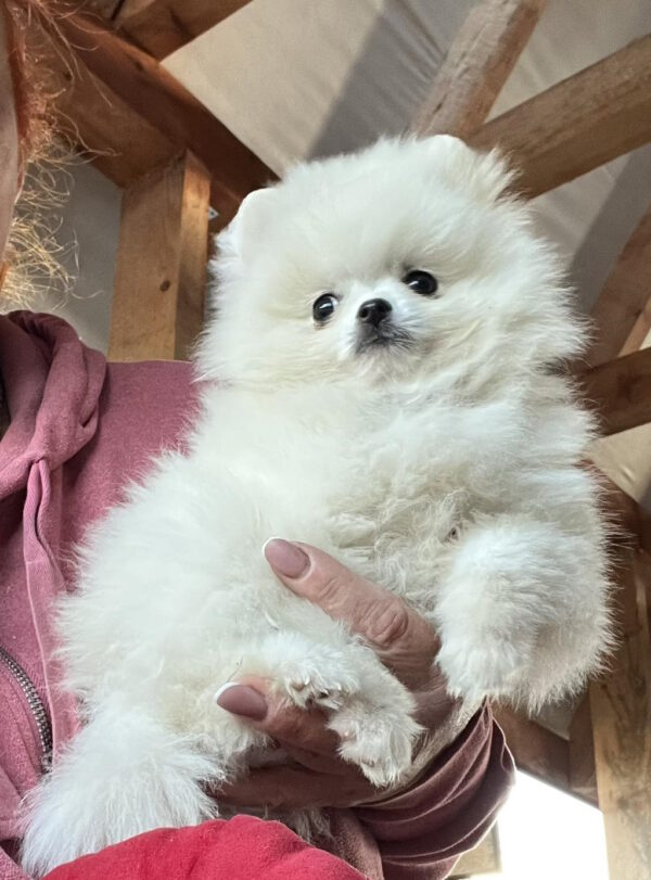 Lazar Pomeranian Lazar Pomeranian