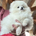 Lazar-male-pomeranian-puppy-for-sale-1 (4)