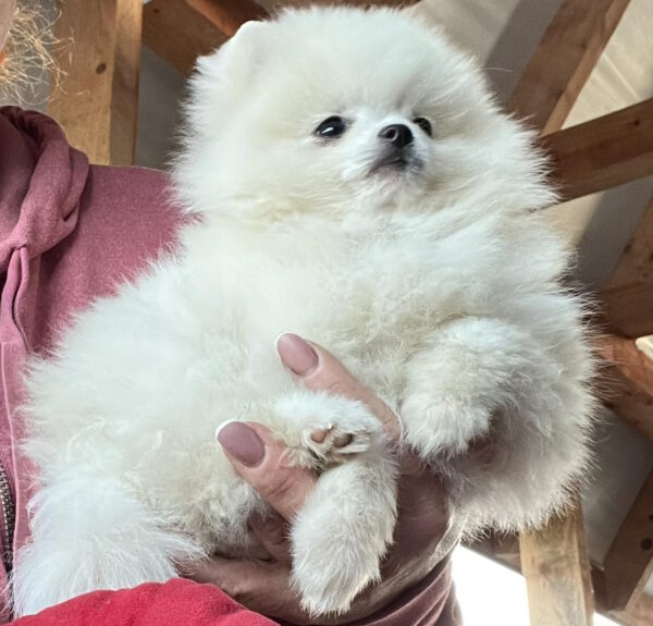 Lazar Pomeranian Lazar Pomeranian