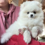 Lazar-male-pomeranian-puppy-for-sale-1 (5)