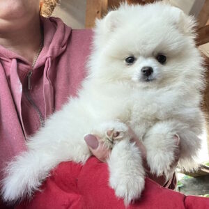 Lazar Pomeranian