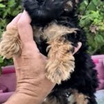 Lerra-female-Yorkipoo-puppy-for-sale-1