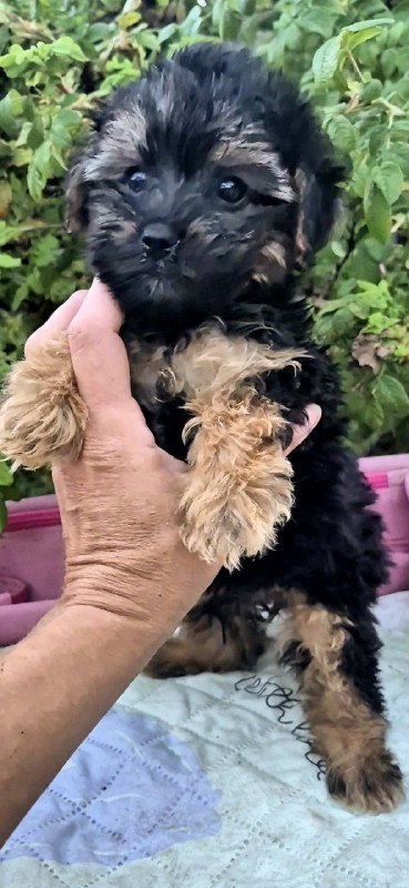 Lerra Yorkipoo Lerra Yorkipoo