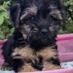 Lerra-female-Yorkipoo-puppy-for-sale-2