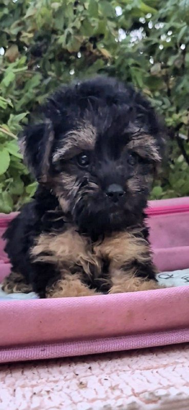 Lerra Yorkipoo Lerra Yorkipoo