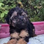 Loya Yorkipoo