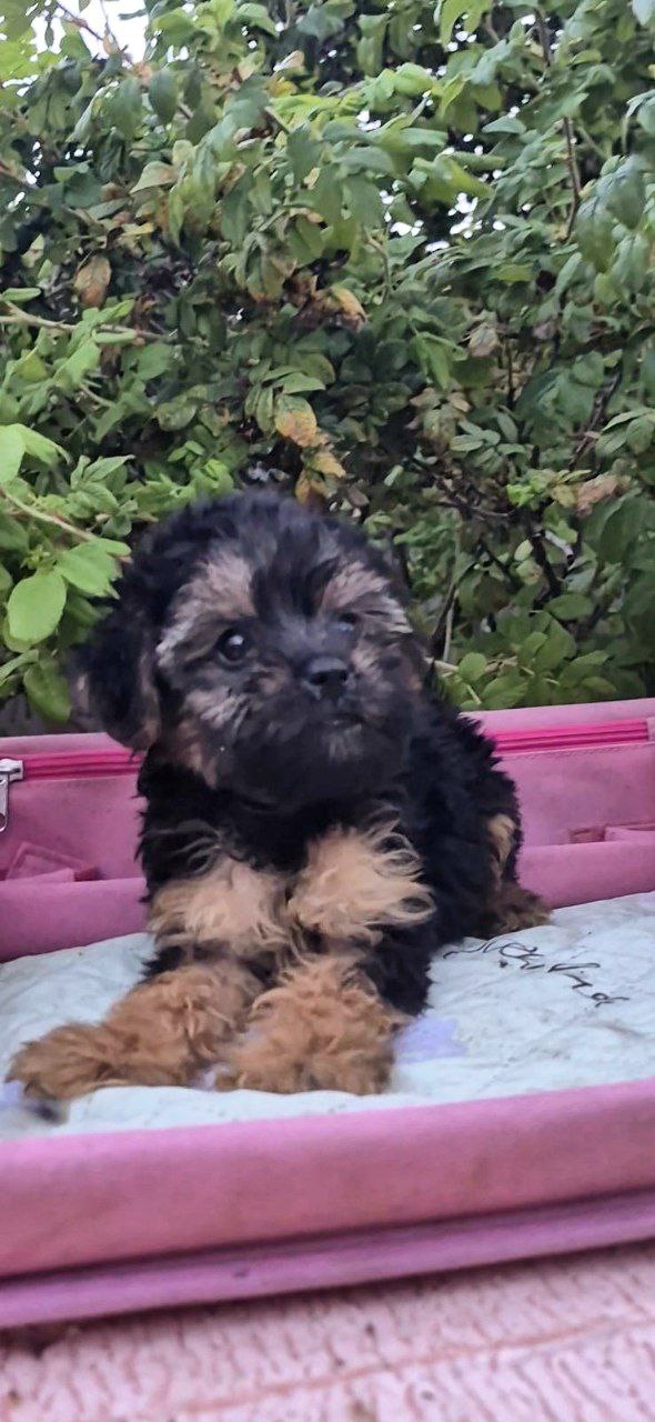 Lerra Yorkipoo Lerra Yorkipoo