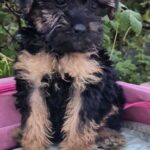 Lerra-female-Yorkipoo-puppy-for-sale-4