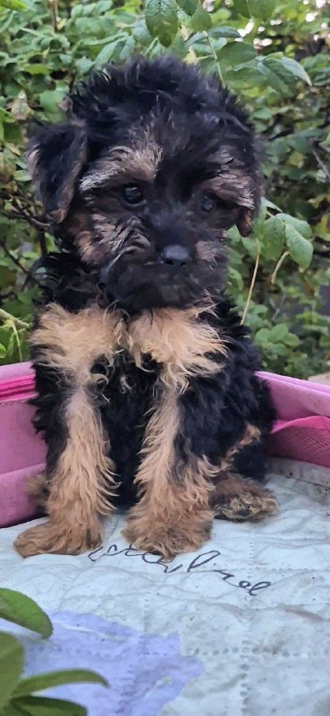 Lerra Yorkipoo Lerra Yorkipoo