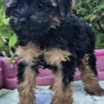 Lerra-female-Yorkipoo-puppy-for-sale-5