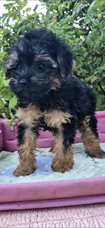 Lerra Yorkipoo Lerra Yorkipoo